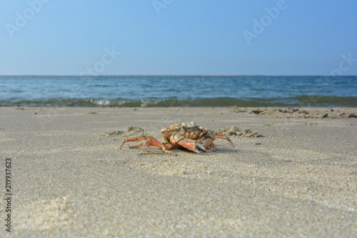 Strandkrabbe am Sandstrand vor einer Welle mit blauem Himmel