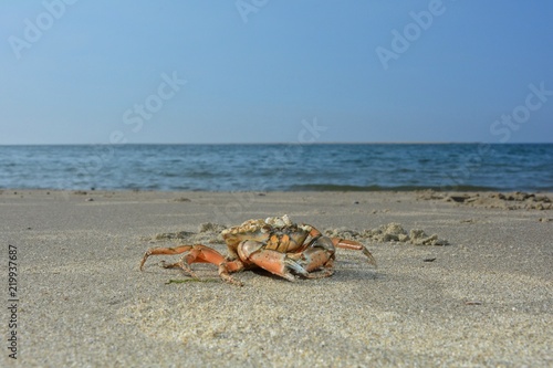 Krabbe am Sandstrand vor Welle mit blauem Himmel