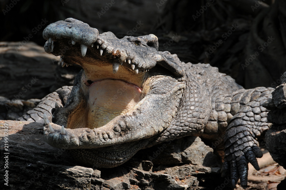 Obraz premium Crocodile head