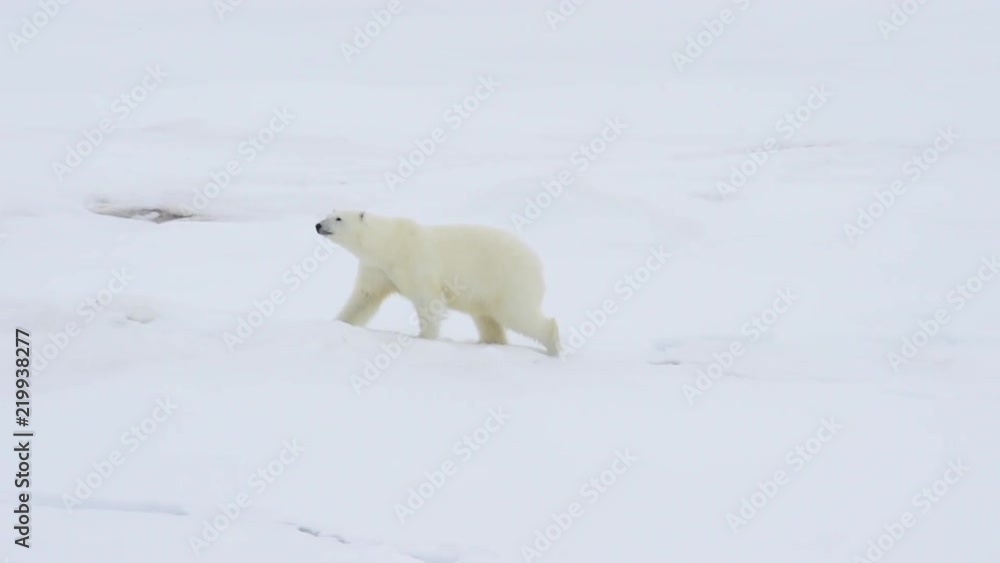 Polar bear walking in an arctic. Polar bear walking in an arctic.