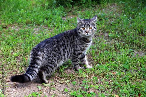 Barney's cat
