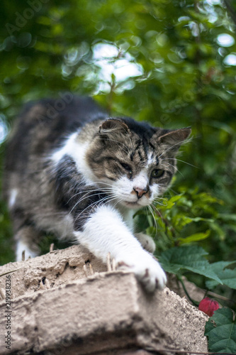 Wallpaper Mural A domesticated ginger cat sits on a wall outdoors Torontodigital.ca
