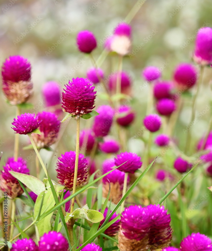 beautiful globe amaranth flower fresh in nature beautiful globe amaranth flower fresh in nature