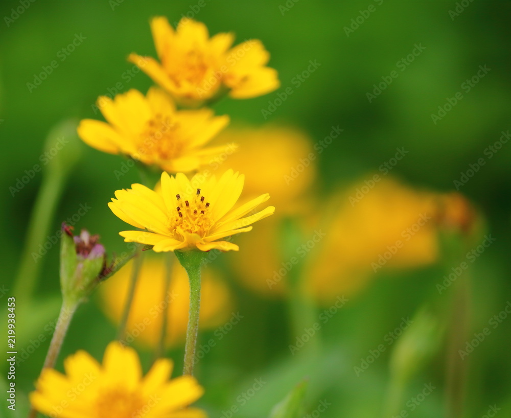 beautiful singapore dailsy flowers fresh in garden beautiful singapore dailsy flowers fresh in garden