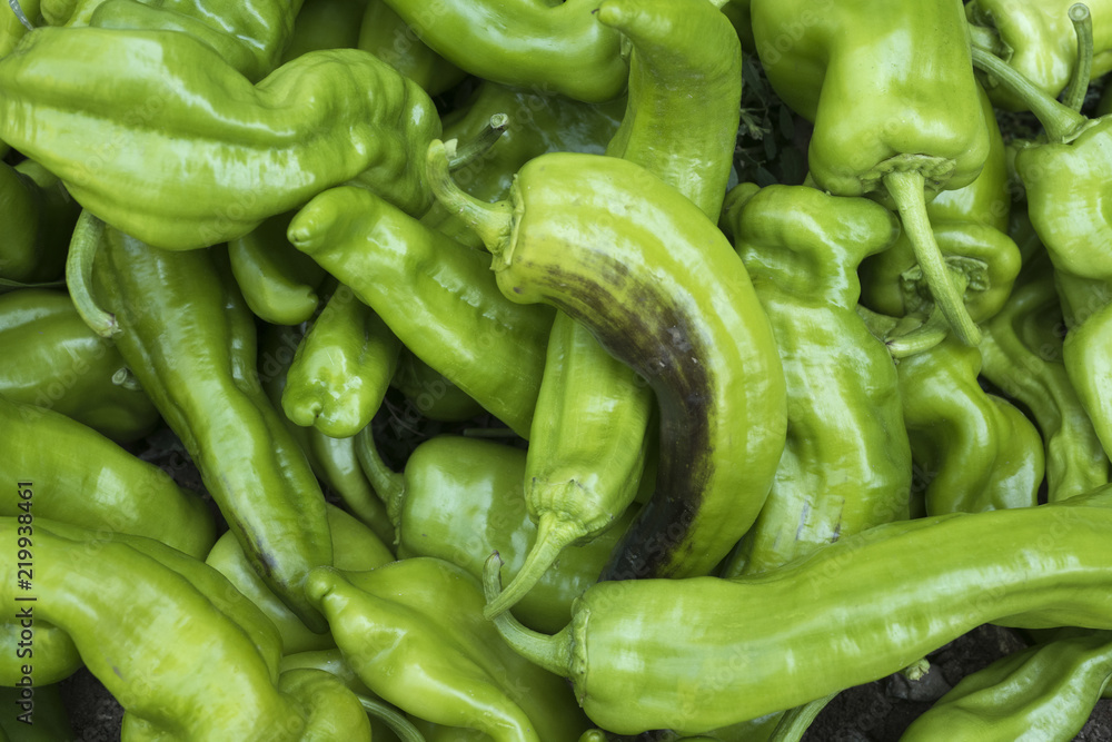 Fresh vegetables, green peppers, Italian peppers, freshly picked in the garden