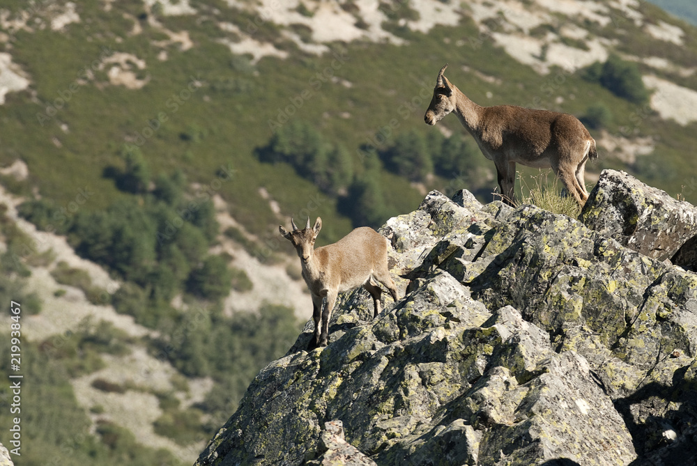 Iberian ibex, Capra pyrenaica, Iberian Ibex, Spain, on top of the rock Iberian ibex, Capra pyrenaica, Iberian Ibex, Spain, on top of the rock