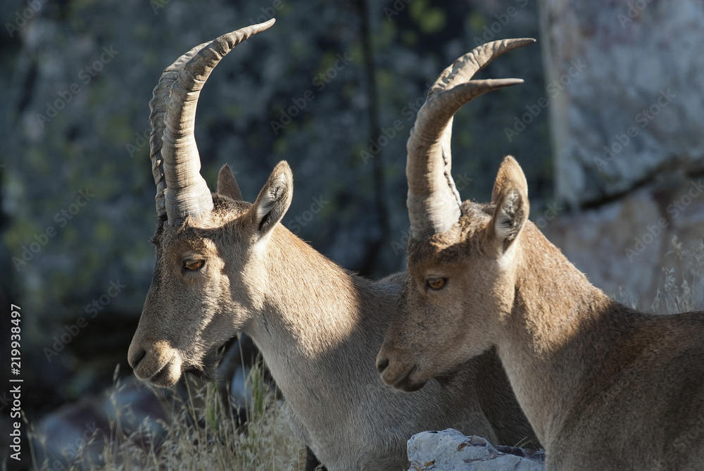Goat Montés Ibérica, Capra pyrenaica, Iberian Ibex, Spain, on top of the rock, group Goat Montés Ibérica, Capra pyrenaica, Iberian Ibex, Spain, on top of the rock, group