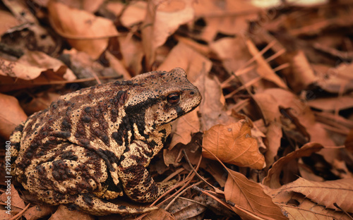 brown toad