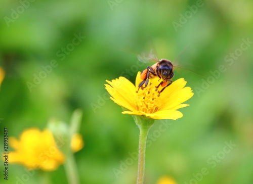 bee on beautiful fresh flower in garden © changephoto