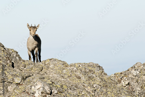 Iberian ibex, Capra pyrenaica, Iberian Ibex, Spain, on top of the rock © JAH