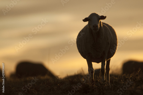 sheep eating at sunset  backlight