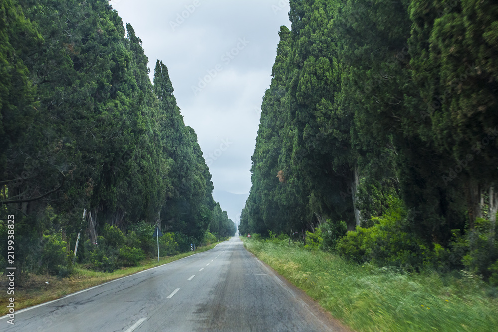 Pine road. Roads between the trees