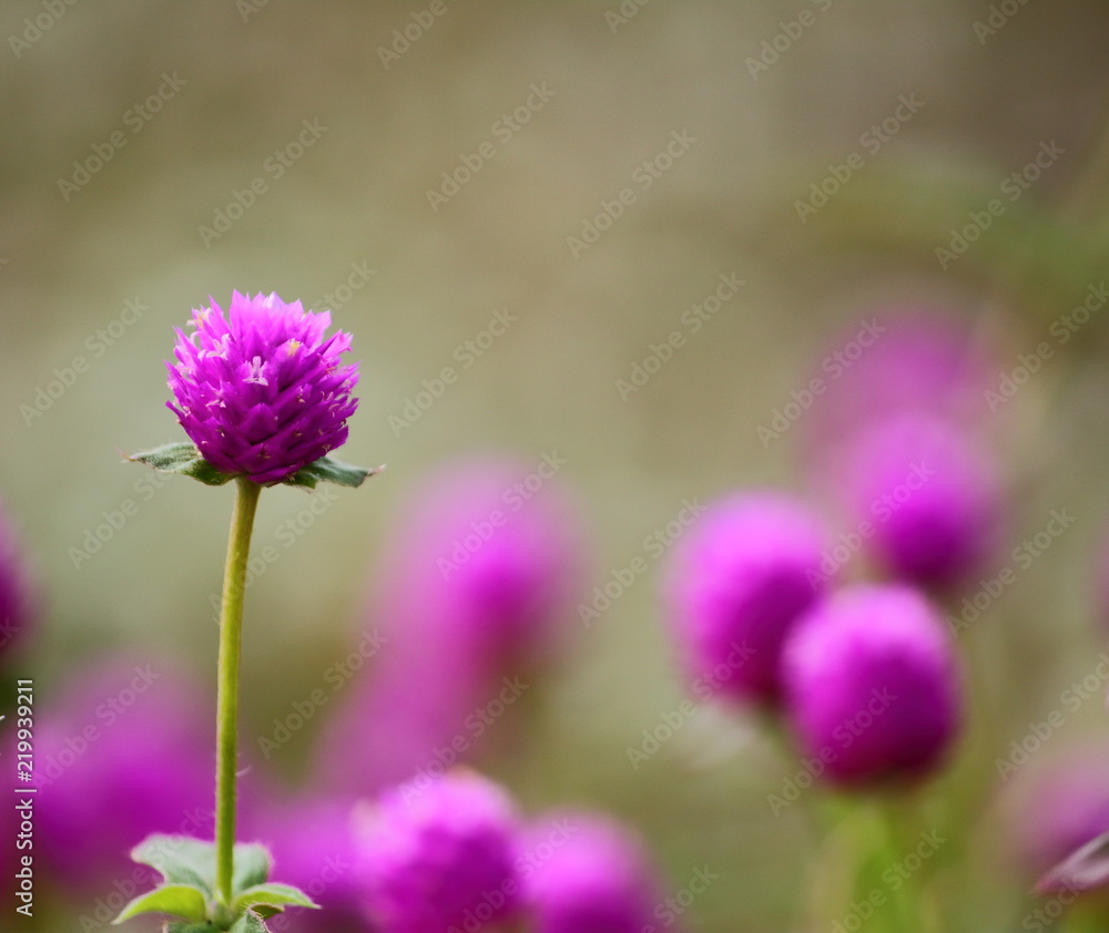 beautiful globe amaranth flower fresh in nature beautiful globe amaranth flower fresh in nature