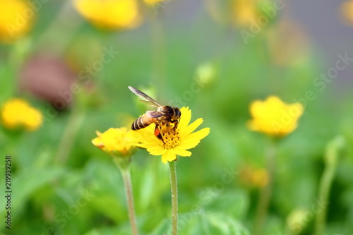 bee on beautiful fresh flower in garden