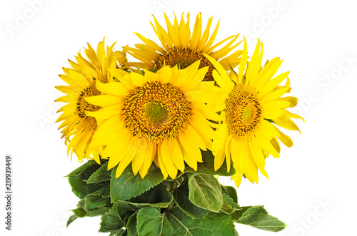 Fototapeta Naklejka Na Ścianę i Meble -  Bunch of fresh sunflowers