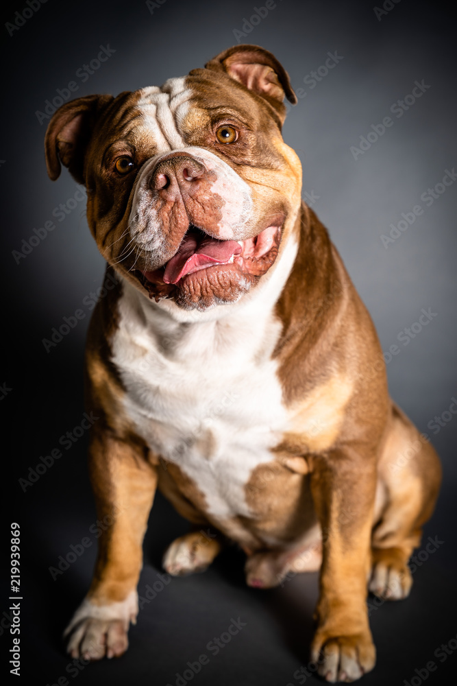 English bulldog puppy sitting on black background, portrait, perfect