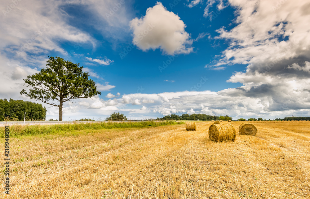 Agricultural landscape with rolls of haystacks. Rich harvesting concept