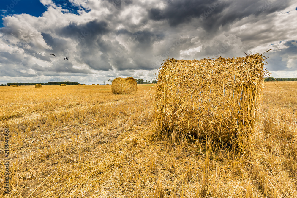 Agricultural landscape with rolls of haystacks. Rich harvesting concept