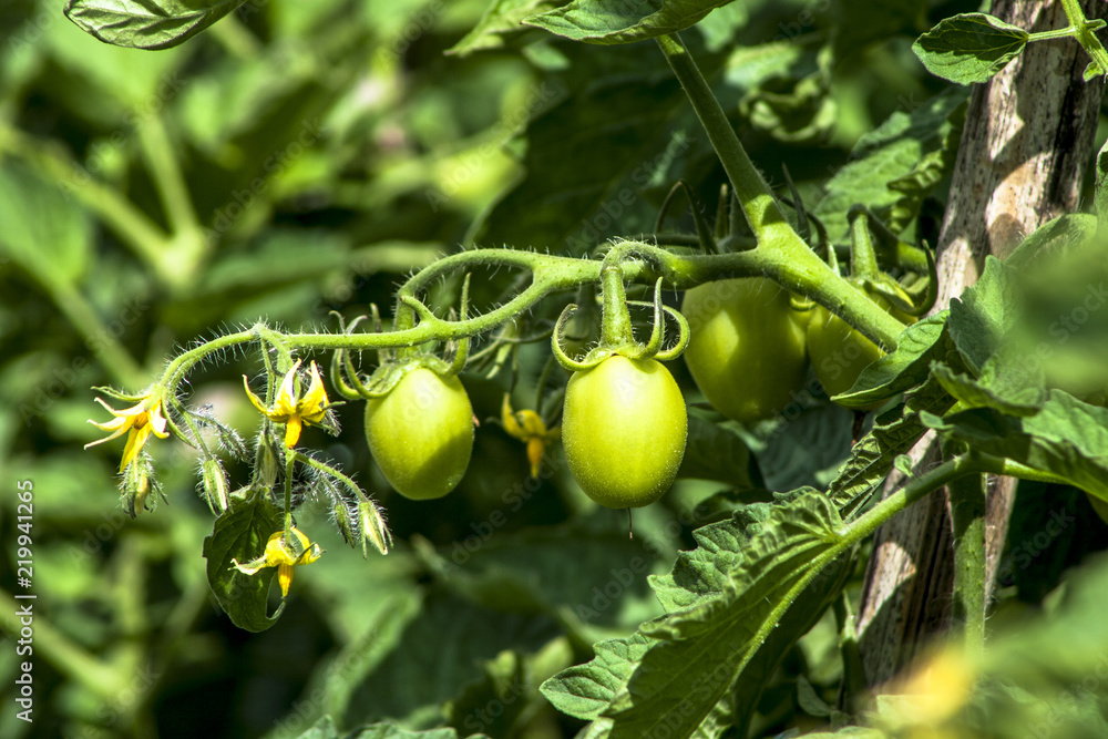Fototapeta premium Green tomatoes on field