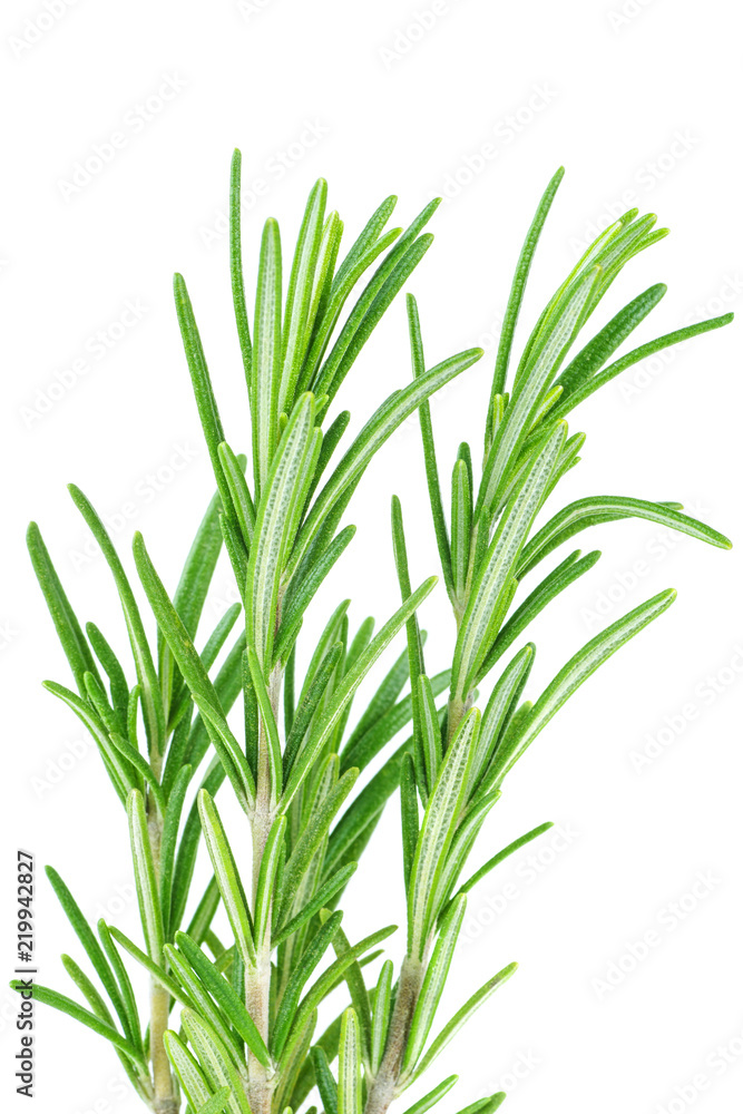 Fresh green sprigs of rosemary isolated on a white background Fresh green sprigs of rosemary isolated on a white background