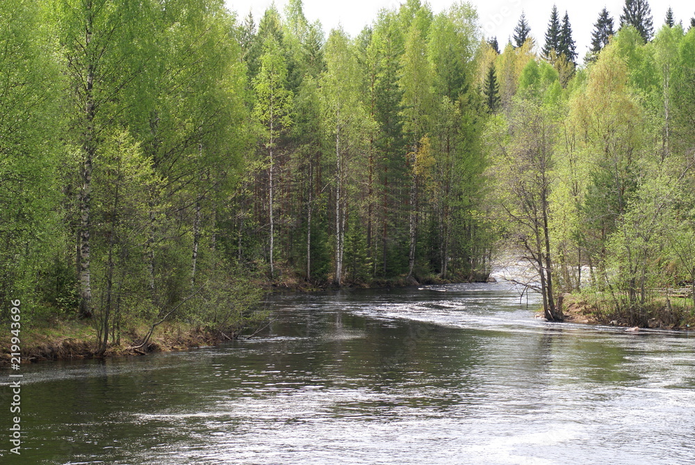 Naklejka premium Spring, river, on the banks of the river-a forest of deciduous and coniferous trees, birch with young green foliage.