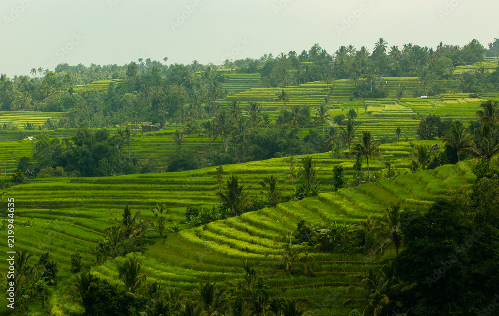 Jatiluwih rice terraces in Bali, Indonesia