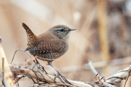 Eurasian Wren (Troglodytes troglodytes).Wild bird in a natural habitat photo