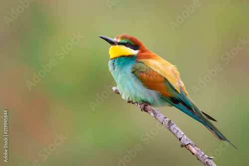 Colourful birds - European bee-eater (Merops apiaster) sitting on a stick.