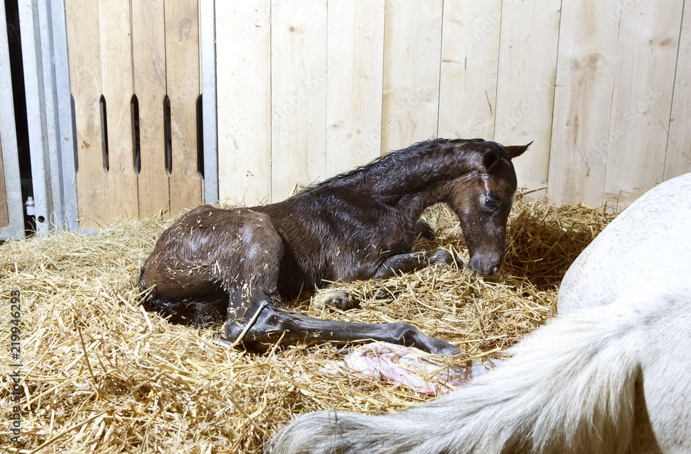 Fototapeta premium Foal birth in the horse stable