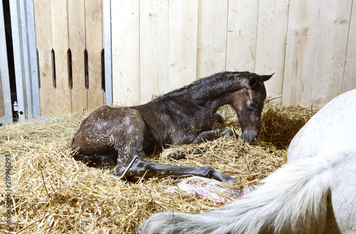 Fototapeta Naklejka Na Ścianę i Meble -  Foal birth in the horse stable