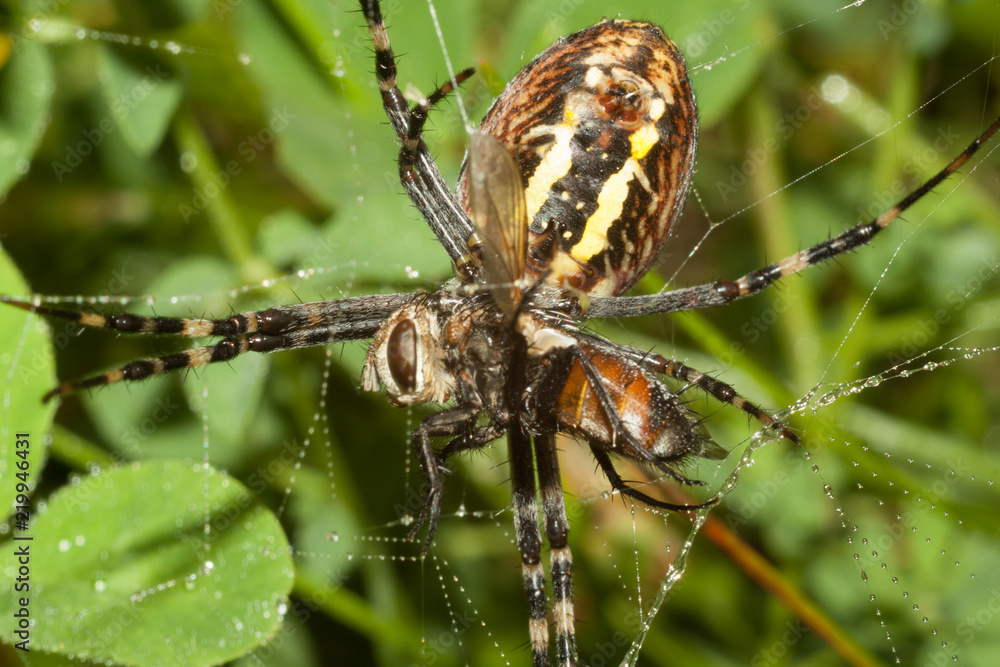 Fototapeta premium Spider Argopa brunnicha eats its prey - the fly.