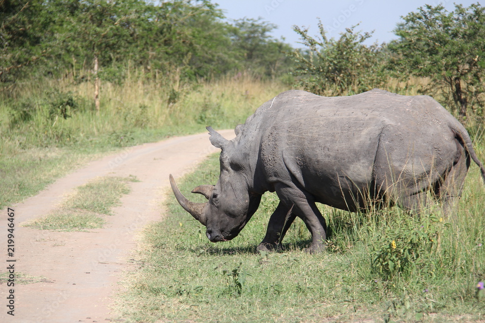 Fototapeta premium Rhino przechodzi przez ulicę