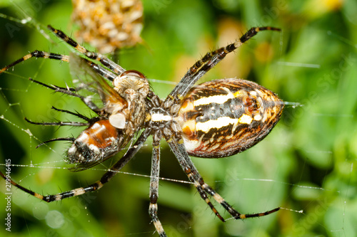 Spider Argopa brunnicha eats its prey - the fly. photo