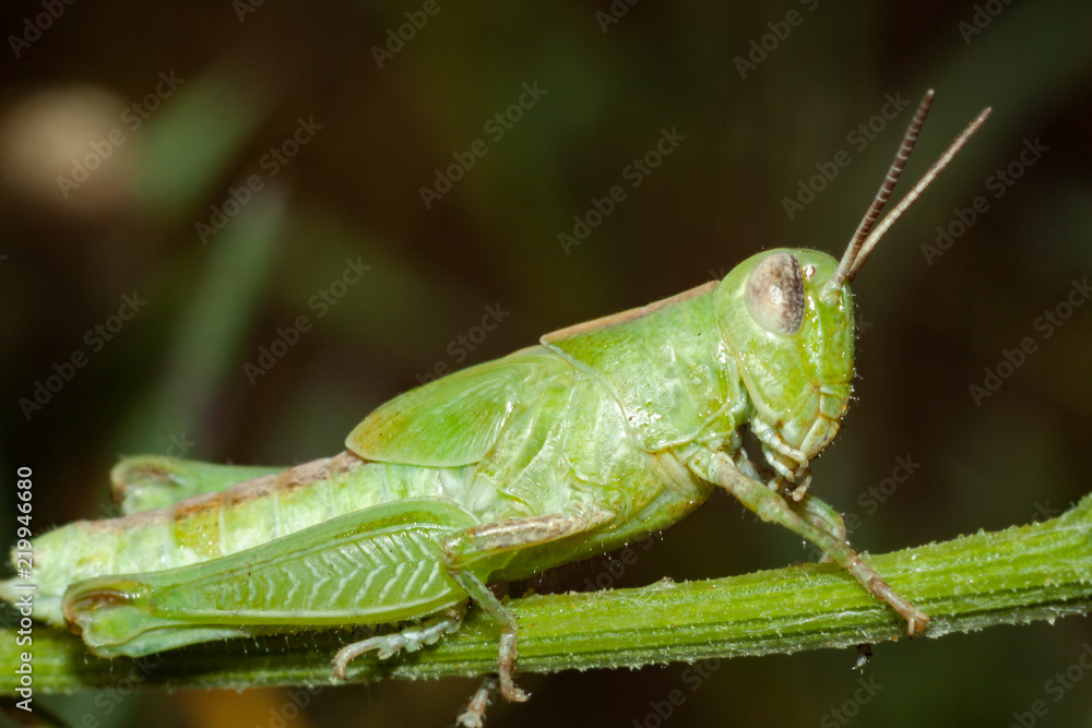 A green grasshopper sits on a branch. A green grasshopper sits on a branch.