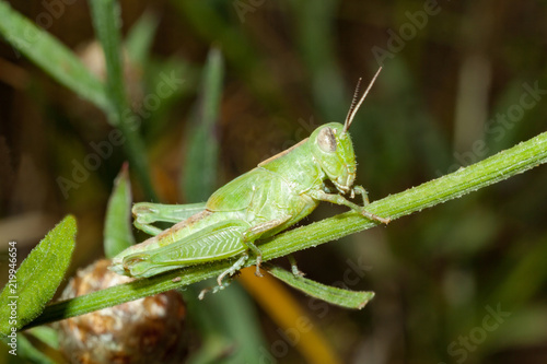A green grasshopper sits on a branch.