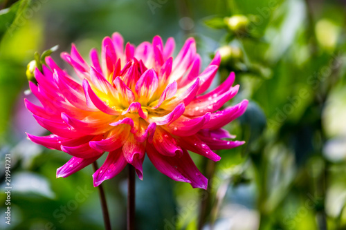 Fototapeta Naklejka Na Ścianę i Meble -  Dahlie