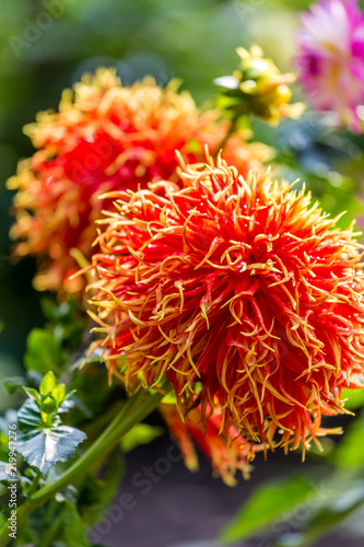 Fototapeta Naklejka Na Ścianę i Meble -  Dahlie