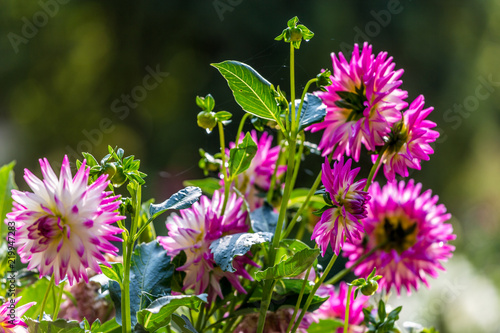 Fototapeta Naklejka Na Ścianę i Meble -  Dahlie