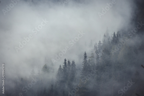 fog over forest