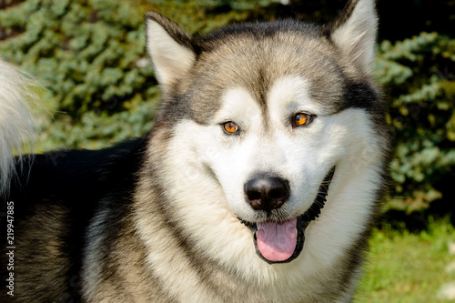 Alaskan Malamute portrait. The Alaskan Malamute in the city park.