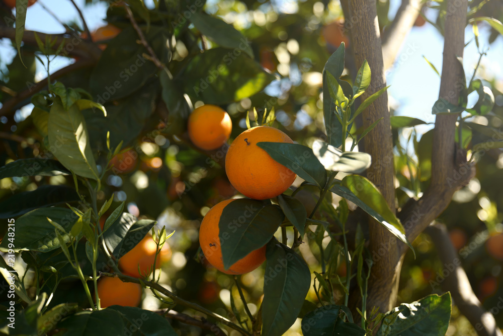 Orange tree in orange farm