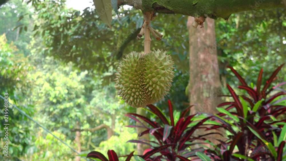 Close-up of durian ripening on branch against green foliage of tropical plants swaying in wind on background. Unusual fruit hanging from tree in rainforest or jungle. Exotic crop growing in tropics. Close-up of durian ripening on branch against green foliage of tropical plants swaying in wind on background. Unusual fruit hanging from tree in rainforest or jungle. Exotic crop growing in tropics.