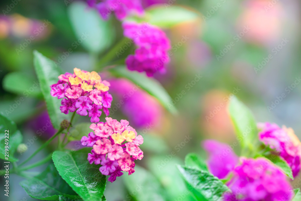 close up beautiful purple Lantana camara flower blooming in a garden in spring season close up beautiful purple Lantana camara flower blooming in a garden in spring season