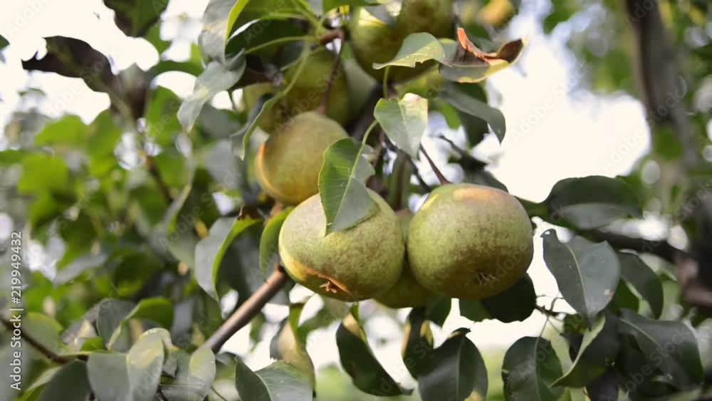 hand picking pear fruit from tree branch by summer evening hand picking pear fruit from tree branch by summer evening