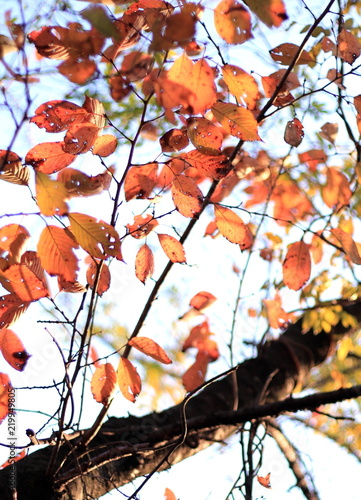 紅葉
