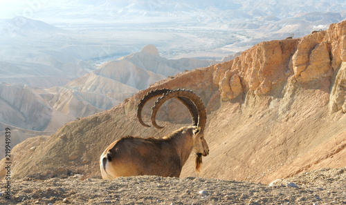 Nubian ibex (Capra nubiana sinaitica)  in Sde Boker. Old male on background of misty mountains. Negev desert of southern Israel photo