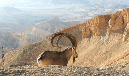 Photography Nubian ibex (Capra nubiana sinaitica)  in Sde Boker