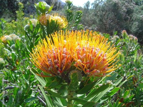 Protea