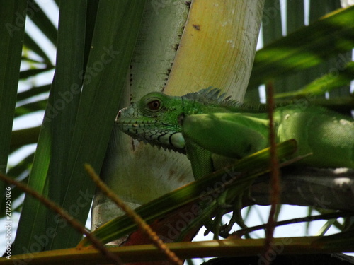 Iguana