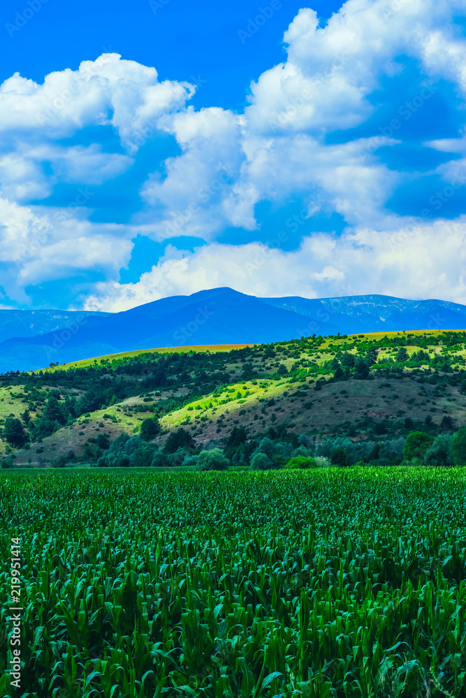 A corn field, mountain landscape on the background.